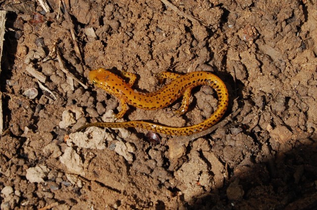 Salamander