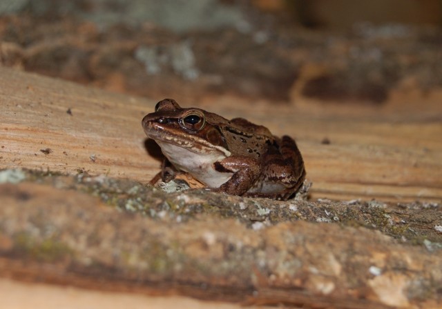 WoodFrog